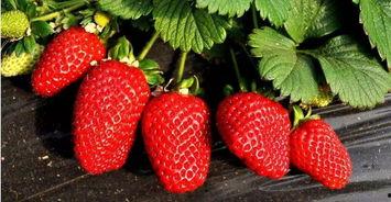 印尼巴士模拟器国产车辆模组 